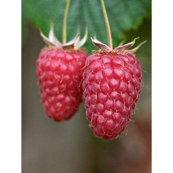 Малина Ляшка - Зображення 2