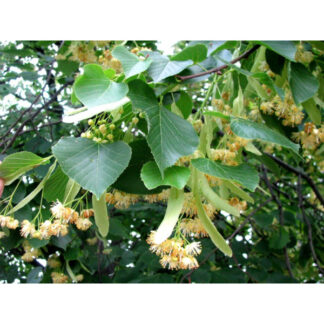 Липа Звичайна (Набір 2штк. 50 см)