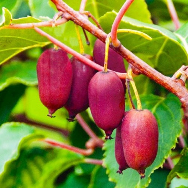 Актинідія Пурпурна