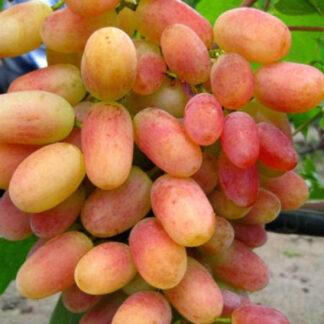 Виноград Віктор