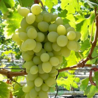 Виноград Благовіст