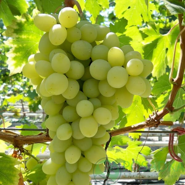 Виноград Благовіст