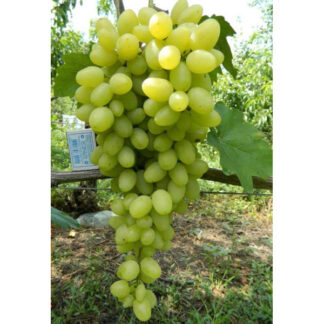 Виноград Зірниця