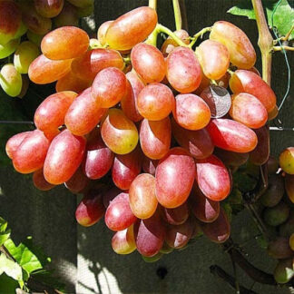 Виноград Юліан