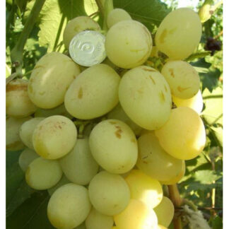 Виноград Богатяновський