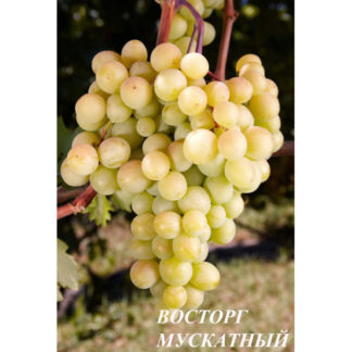 Виноград Восторг Мускатний