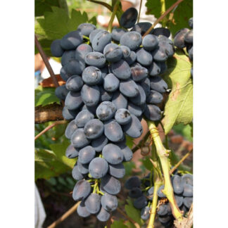 Виноград Чарлі