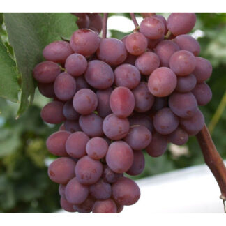 Виноград Вікторія