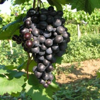 Виноград Восторг чорний