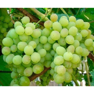 Виноград Восторг