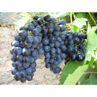 Виноград Візантія