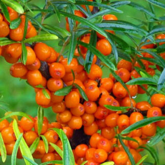 Обліпиха Медова / хлопчик + дівчинка /