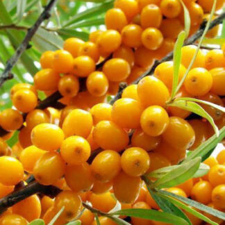 Обліпиха Чуйська / хлопчик + дівчинка /