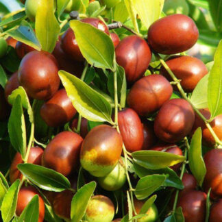 Зізіфус Унабі Коктебель