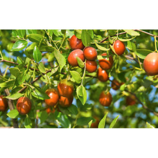 Зізіфус Унабі