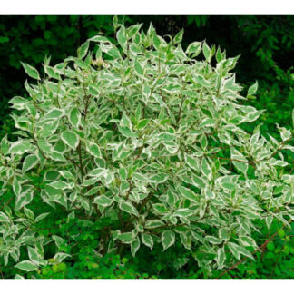 Дерен Білий / c1 H 50 см