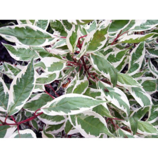 Дерен Елегантісіма / c1 H 50 см