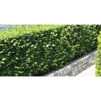 Бірючина Лодензе / ВКС