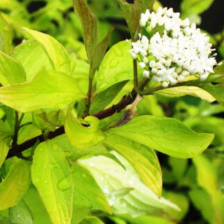 Дерен Ауреа (Aurea) / p9 H 20 см