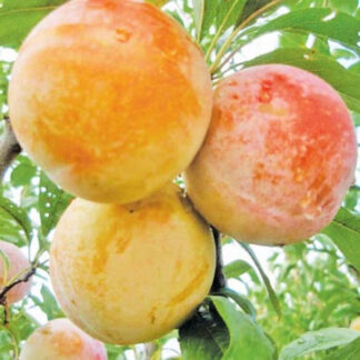 Алича Байрон Голд / дворічна