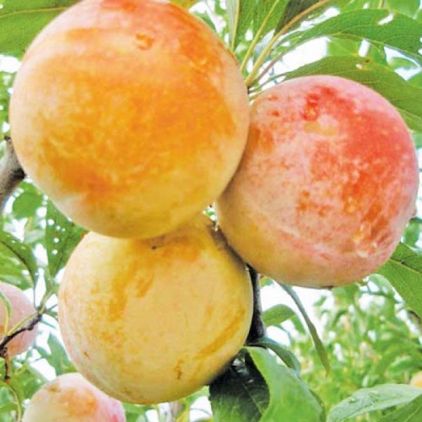 Алича Байрон Голд / дворічна