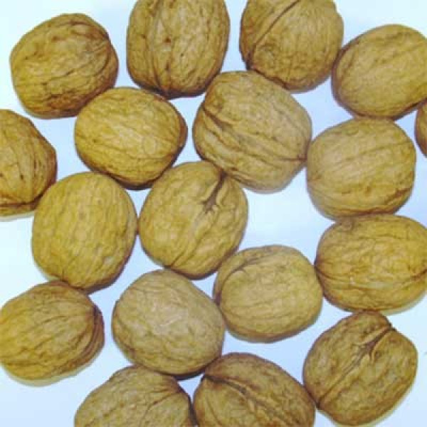 Волоський горіх Клішковський (однорічний) / сіянець