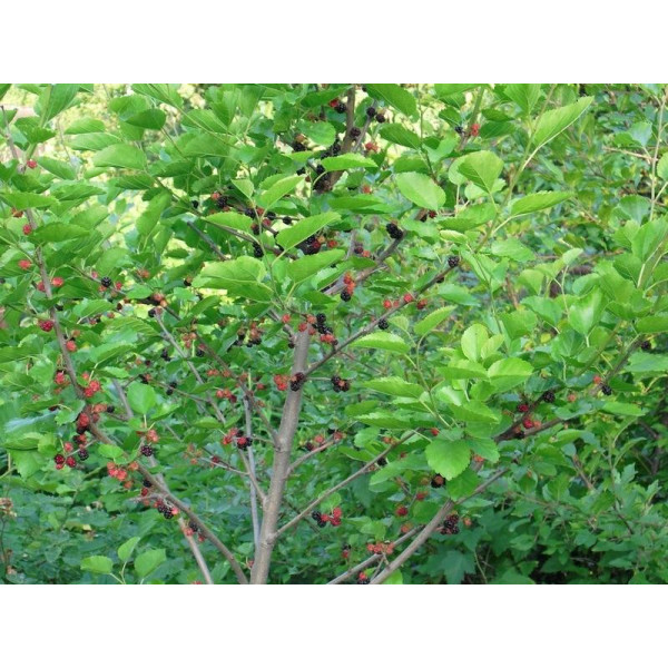 Шовковиця Чорна Перлина / сіянець - Зображення 2