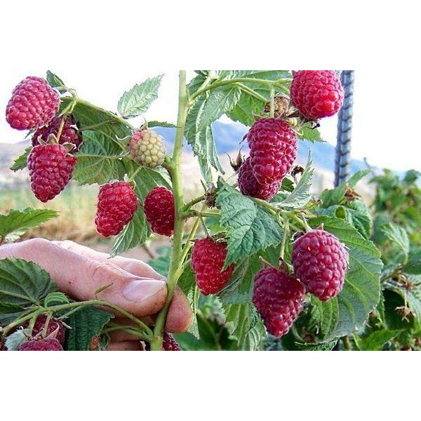 Малина Здоровань (деревоподібна) - Зображення 3