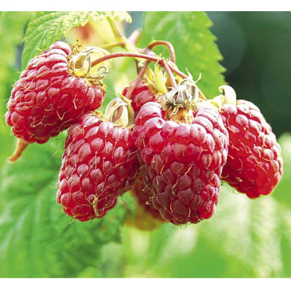 Малина Ляшка - Зображення 3