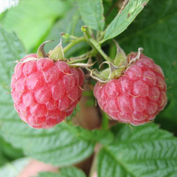 Малина Метеор (саджанці, дворічні) - Зображення 3