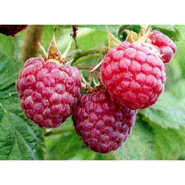 Малина Метеор (саджанці, дворічні) - Зображення 4