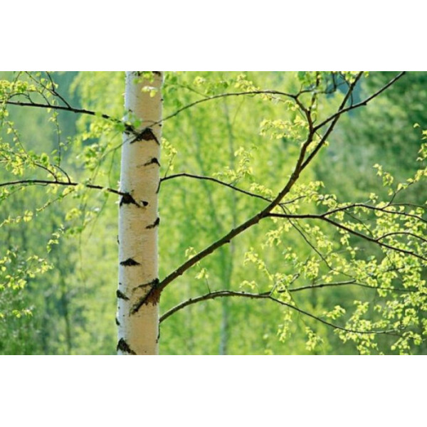Береза Звичайна (Набір 5 штк .1 м.)
