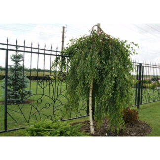 Береза ​​Звичайна (Набір 2 штк .1 м.)