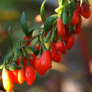 Годжі сорт  Tibetan( Тибетський)