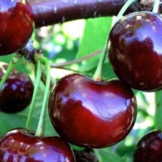 Вишня Нічка (саджанець, однорічний)