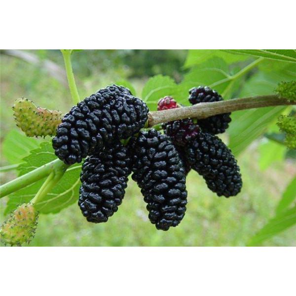 Шовковиця Чорна Перлина / сіянець - Зображення 4