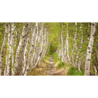 Береза Звичайна (Набір 10 штк .1 м.)