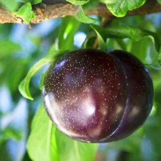 Алича Блек Голд