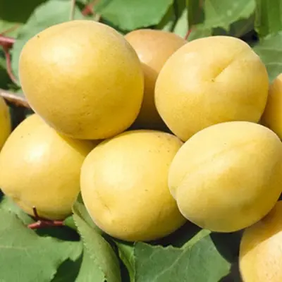 Абрикос Авіатор (саджанець, дворічний)