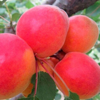 Абрикос Красень Києва (саджанець, однорічий)