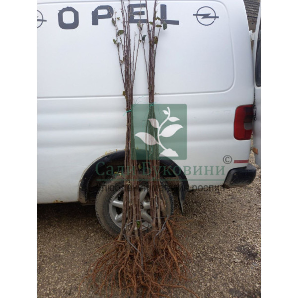 Айва Мудра - Зображення 2