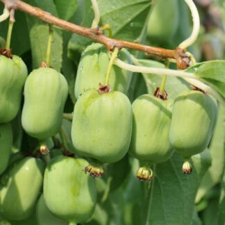 Актинідія Київська Гібридна