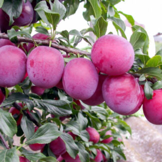 Алича Кубанська Комета