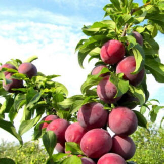 Алича Машенька / дворічна