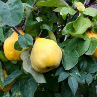 Айва Академічна / дворічна