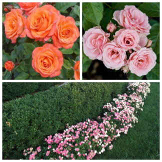 Троянди бордюрні Мікс 10 шт. (рандомні сорти)