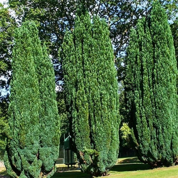 Кіпарисовик Елвуді (Ellwoodii) / ЗКС