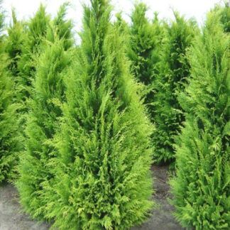 Кіпарисовик Івонне (Ivonne) / ЗКС