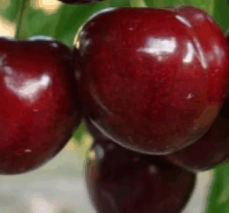 Черешня Знахідка (саджанець, однорічний)