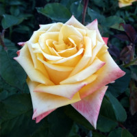 Чайно-гібридні троянди